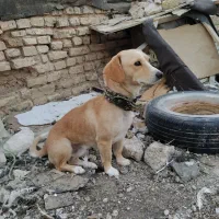 واگذاری پاپی نگهبان|سگ|مشهد, شهید شهریاری|دیوار