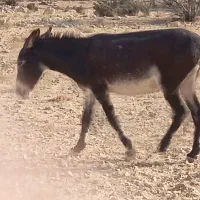 خر بخت نر|حیوانات مزرعه|فیروزآباد (لرستان), |دیوار
