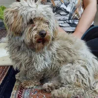 واگذاری رایگان سگ نژاد دار شیتزو تریر