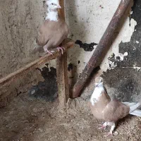 کفتر|پرنده|تهران, خرمشهر|دیوار