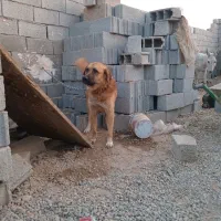 سگ نگه بان|سگ|جوادآباد, |دیوار