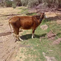 چهارتاگاوفروشی