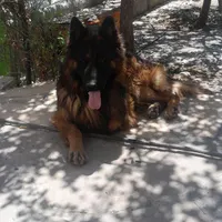 سگ ژرمن شولاین