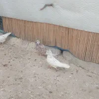 کبوتر|پرنده|اندیشه, اندیشه فاز ۴|دیوار