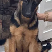 واگذاری توله ژرمن مو کوتاه