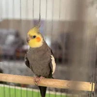 عروس هلندی سینامون