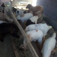 بزغاله|حیوانات مزرعه|شهرضا, |دیوار