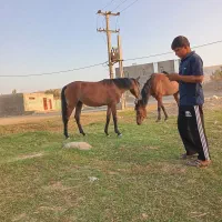 اسب 3ساله سالم وتندرست