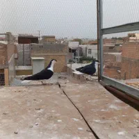 یه جفت ساده ماده یکی ماده آماده یکی جوانه دوپر|پرنده|گنبد کاووس, |دیوار