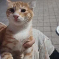 بچه گربه