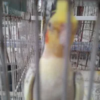 فروش پرنده|پرنده|نوشهر, |دیوار