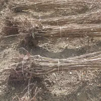 پیش فروش پاییزه نهال در نهالستان رویش نهال آغاز شد|خدمات باغبانی و درختکاری|کرمانشاه, |دیوار