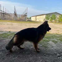 ژرمن شپرد|سگ|کیاشهر, |دیوار