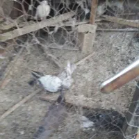 کفترتهرونی|پرنده|برخوار, |دیوار