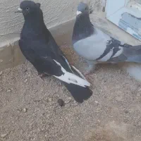 بدلیجات|بدلیجات|فسا, |دیوار