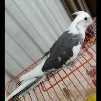 عروس هلندی گمشده