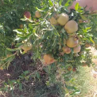 فروش باغ