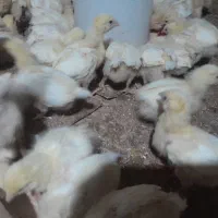 جوجه گوشتی|حیوانات مزرعه|سلیمان, |دیوار