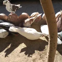 قیمت دونه ای ۳۰۰تخفیف پای معامله