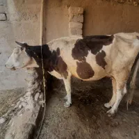 گاو با گوساله نر