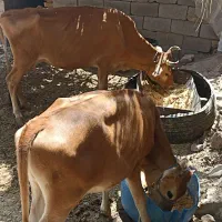 فروش گاو گوساله