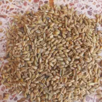 گندم جو قاطی 200 کیلو