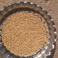 گندم دیم|عمده‌فروشی|قم, شاه ابراهیم|دیوار