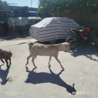 سالار بز دورگ|حیوانات مزرعه|مرودشت, تخت جمشید|دیوار