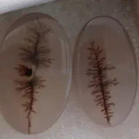 نگین شجر