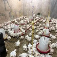 فروش مرغ گوشتی ارگانیک