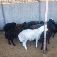 بره نر کشتاری درجه یک|حیوانات مزرعه|قزوین, |دیوار