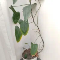 گلدان و گل طبیعی|گل و گیاه طبیعی|کرج, گلشهر|دیوار