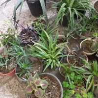 فروش گل خانگی و ارزان