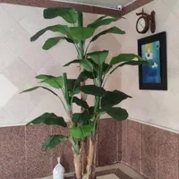 درخت موز 3تنه و 4 تنه|گل مصنوعی|تهران, جنت‌آباد مرکزی|دیوار