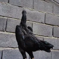 جوجه لاری اوشامو المانی|حیوانات مزرعه|کرمانشاه, |دیوار