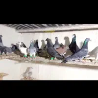 کفتر پلاکی بیرون شهری|پرنده|شیراز, سعدیه شمالی|دیوار