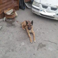 سگ مالینیوز