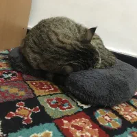 گربه