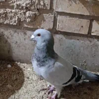 کبوتر مختلف