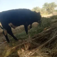 گوساله نرسمینتال