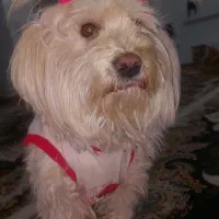 سگ شیتزو ماده|سگ|تربت‌حیدریه, آغوی|دیوار