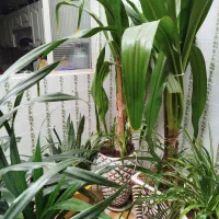 گل و گلدان سالم و بزرگ