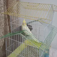 عروس  با قفس