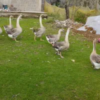 قو غاز سالم نر۱۴۰۰. ماده ۱۳۰۰خودتون انتخاب کنید