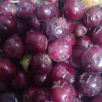 زال زالک|عمده‌فروشی|تاکستان, |دیوار