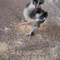 جوجه مرندی ۵۰ روزه