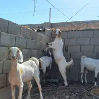 فروش ۴ و۱۰ راس بزغاله ماده مناسب