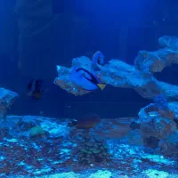 اکواریوم ابشور