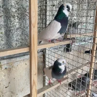 کبوتر جفت کن