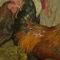 طیورمحلی. بهداشتی|حیوانات مزرعه|خرمدره, |دیوار